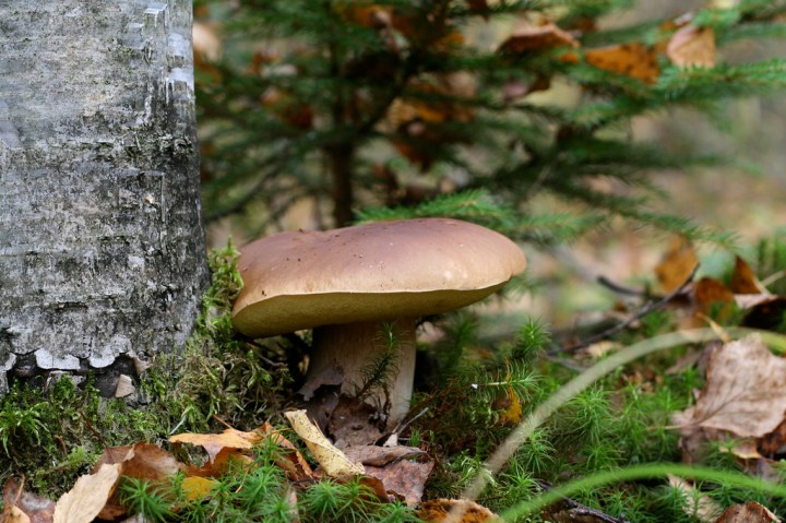 Porcini mushroom. Photo from Nikita, CC