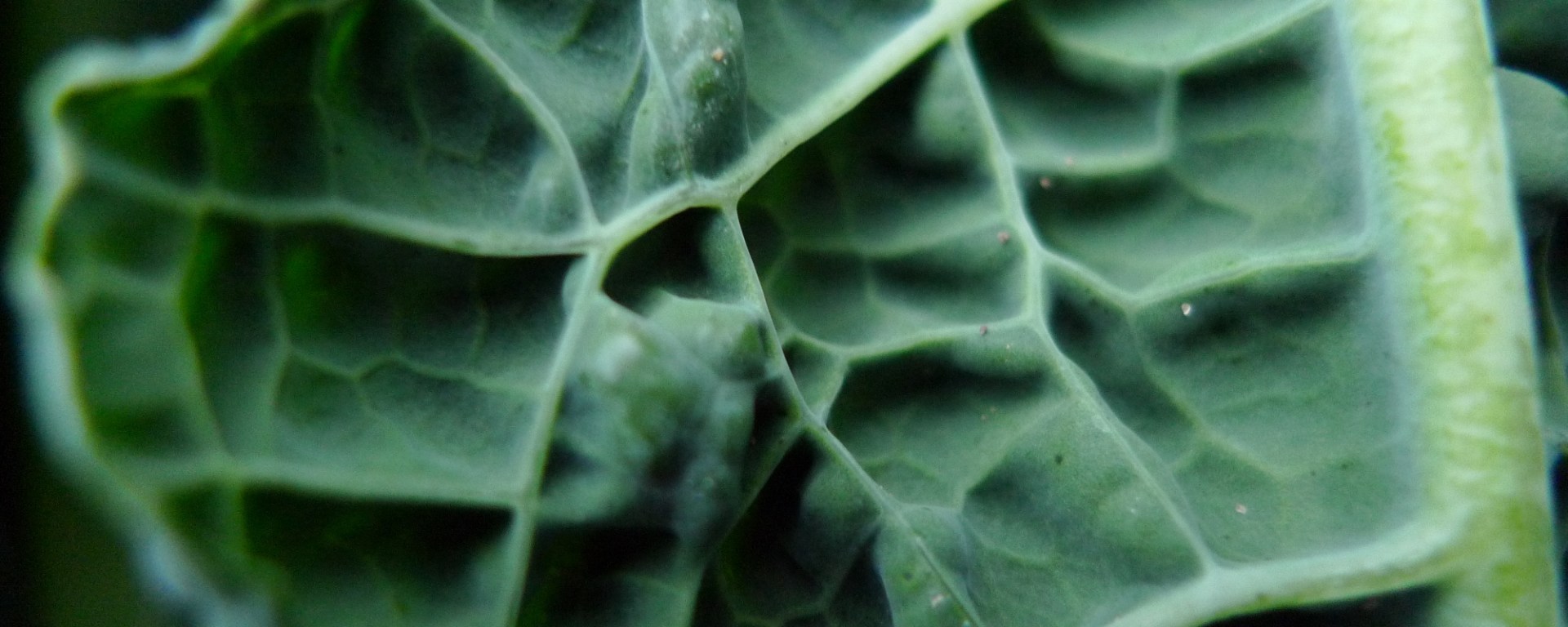 Cavolo nero, Tuscan kale. Photo by Nick Saltmarsh, Creative Commons