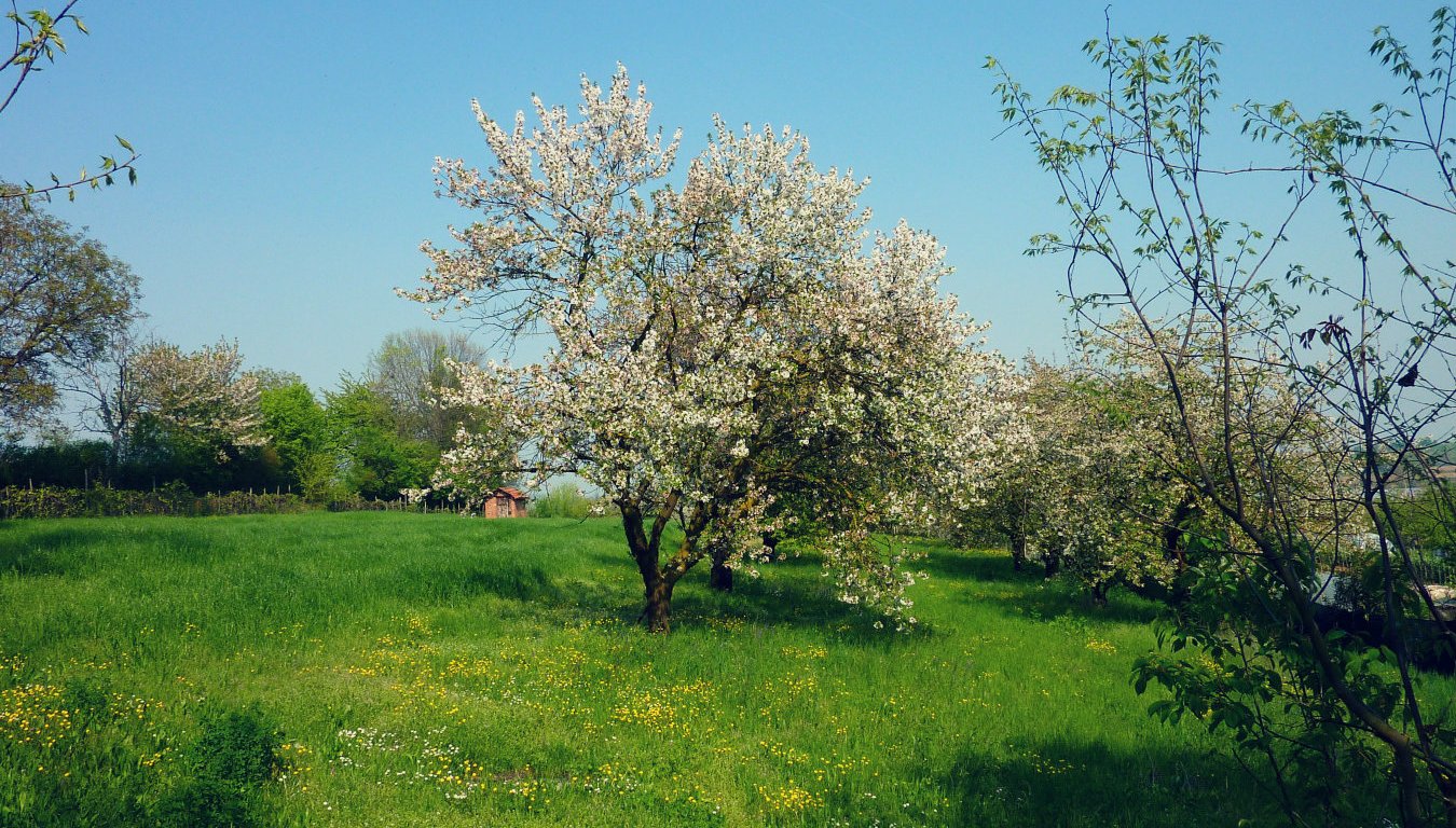 Italy springtime - cherry trees in Pecetto, Piemonte