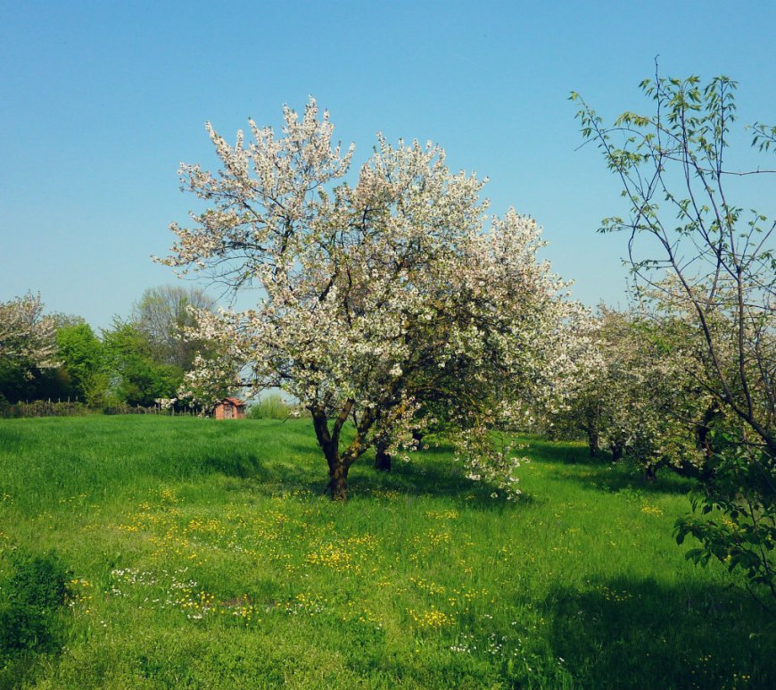Italy springtime - cherry trees in Pecetto, Piemonte
